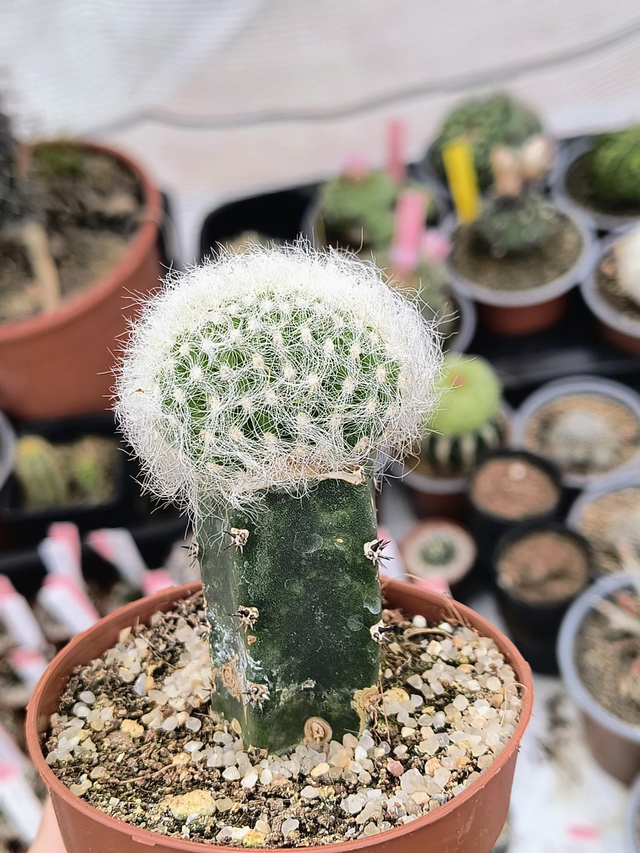 Austrocephalocereus dybowskii cristata