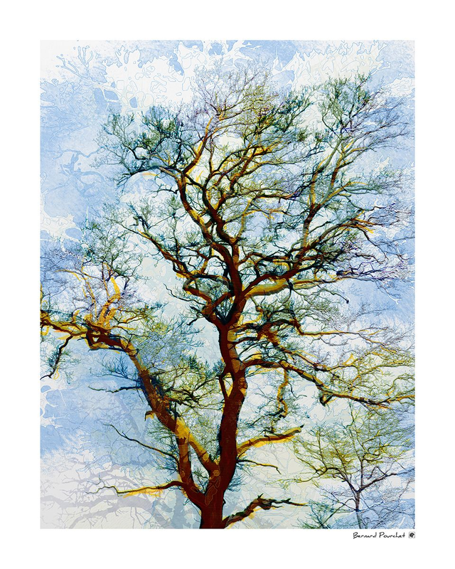 Arb12 - Fibrius Venturis 33