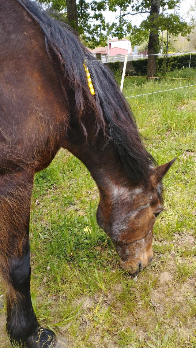 Perles EM-X contre les tiques pour chevaux
