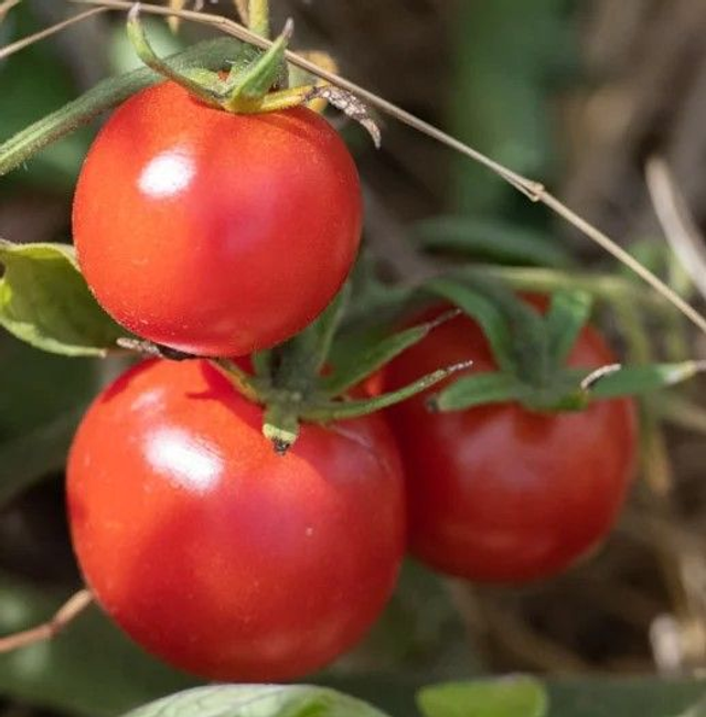 Tomate Merveille des Marchés AB  Mi-Saison- Solanum lycopersicum