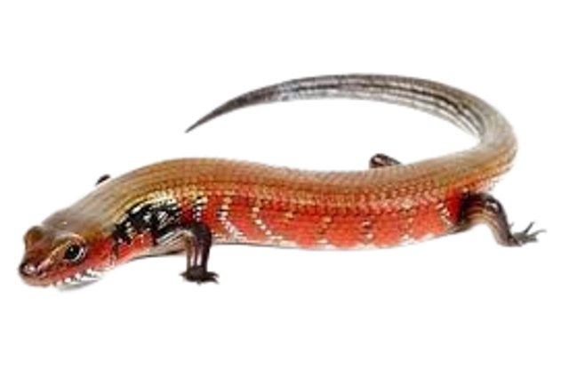 Mochlus fernandi – Scinque à flancs rouges - Non sexé