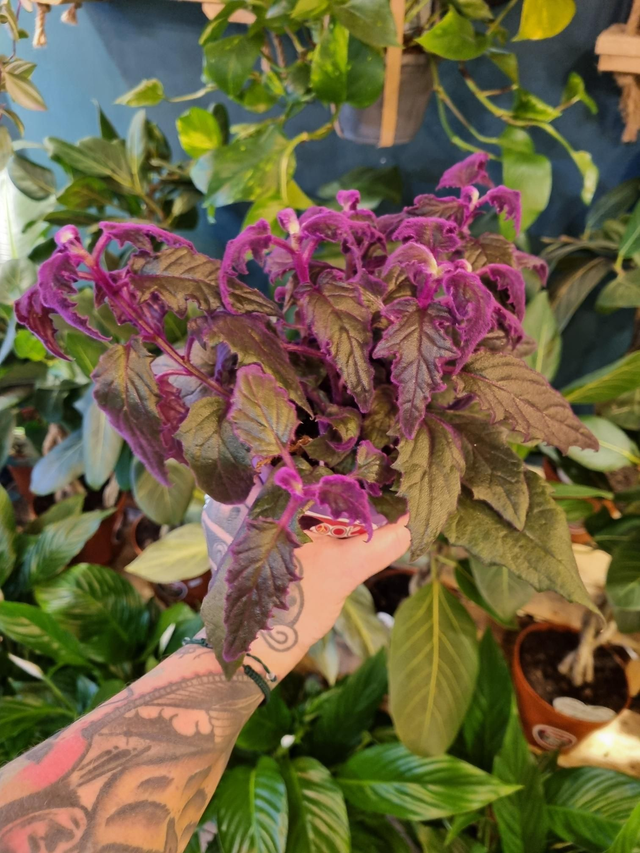 Gynura (purple passion)