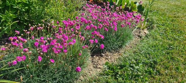 armeria maritima - 1ltr pot