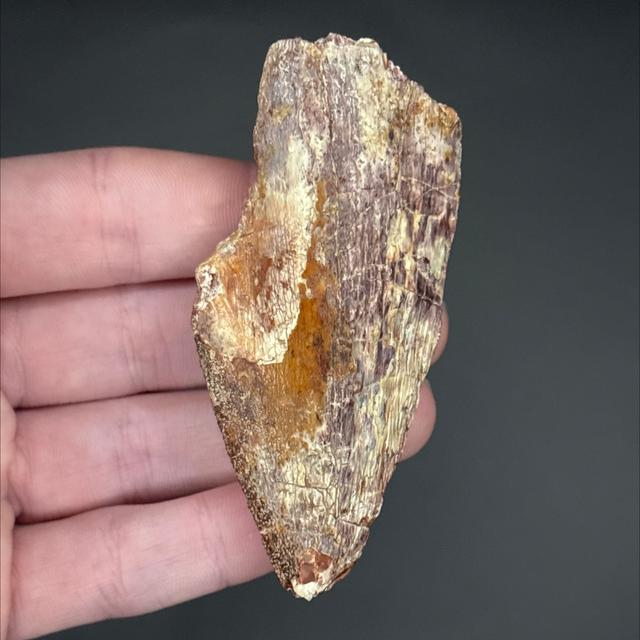 Carcharodontosaurus Tooth