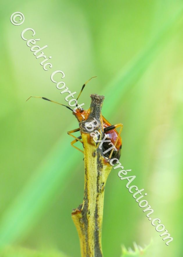 2 - Carte postale - Le petit monde du Vivant (Ref IMG_5674)