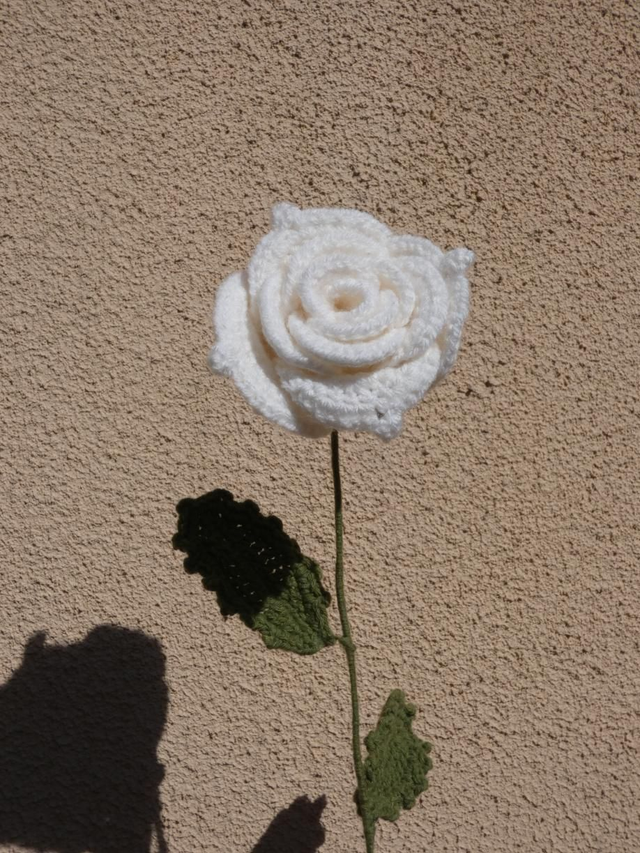 Grosse rose blanche 