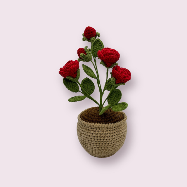 Rosier miniature avec pot