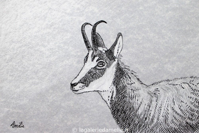 "Chamois" - tirage 10 x 15 cm + cadre