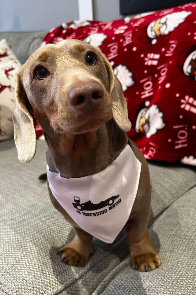 Adjustable Pet Bandana - JS Trackside Media