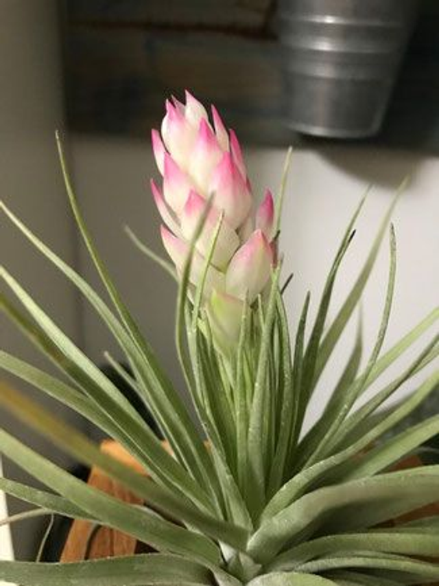 Tillandsia stricta 
