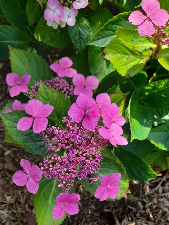 Hydrangea macrophylla - lacecap hydrangea pink - 1ltr pot