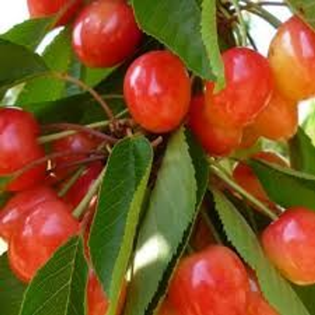 CERISIER bigarreau Napoleon