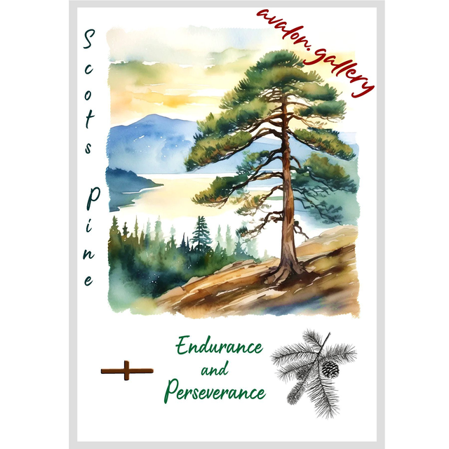 36. Scots Pine - 'Endurance and Perseverance'