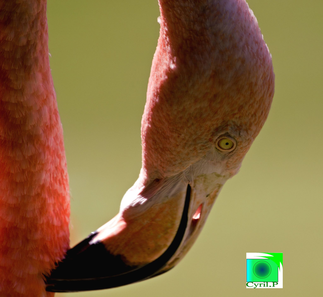flamant rose Dimensions extérieures : 32 x 32,6 cm 1 cm bord blanc
