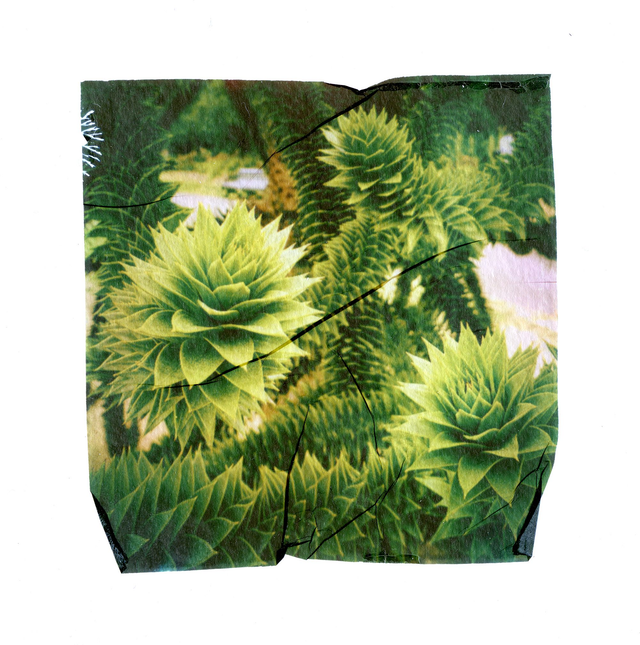 Polaroid Emulsion Lift Monkey Puzzle Tree - 12x12 inches