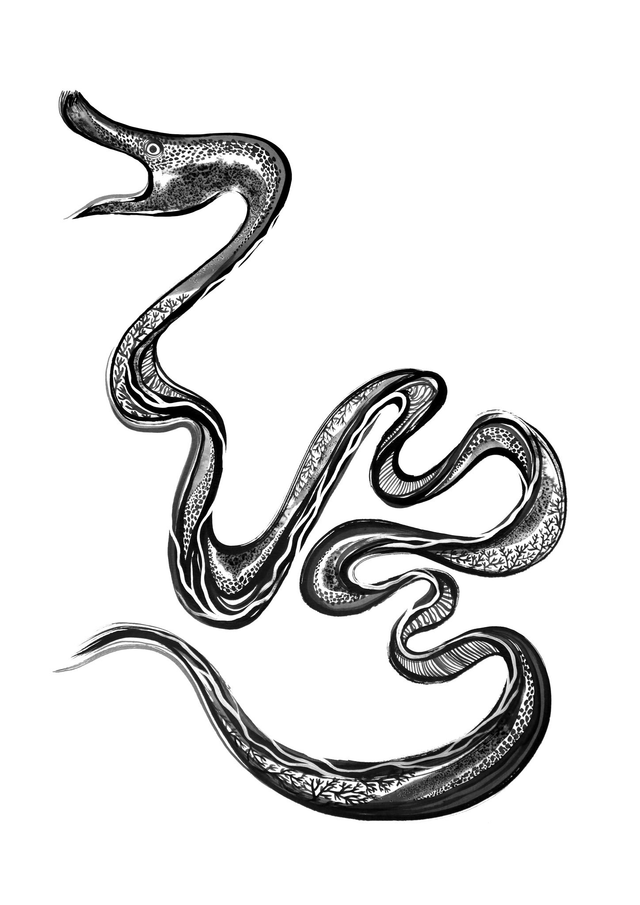 Murène ruban / Collection Minä &amp; Meri / A5, A4, A3, A2 print