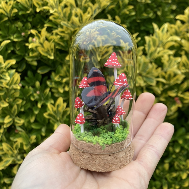 Papillon rouge noir amanites rouge