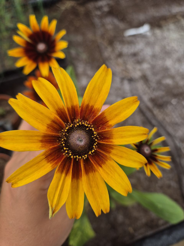 Rudbeckia Chocolat orange