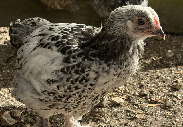 Brahma Chicken white with black speckles