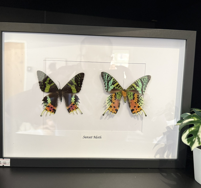 Sunset Moth