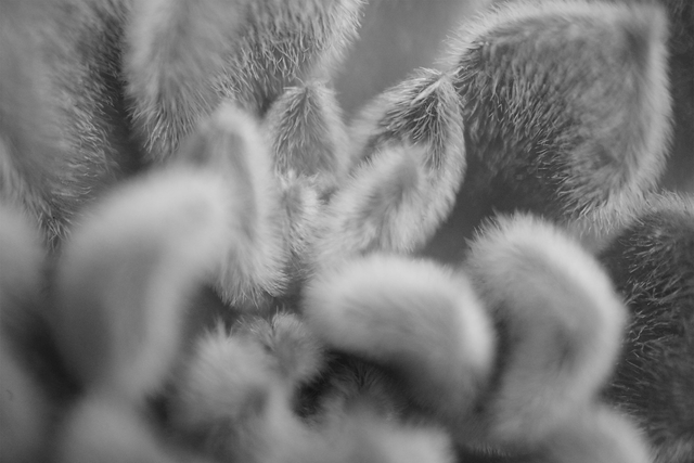 14 Chardon Arachnéide