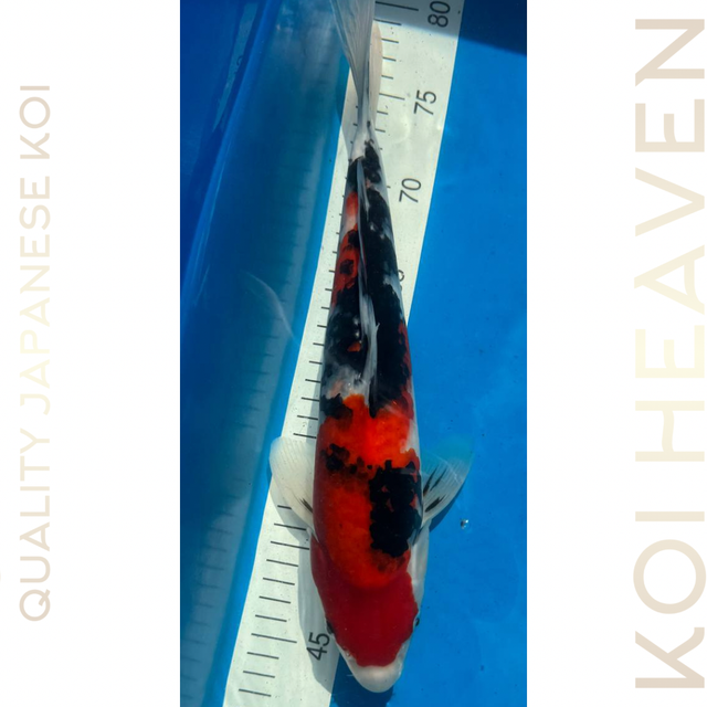 Shintaro koi farm  Sanke  Tosai  34cm