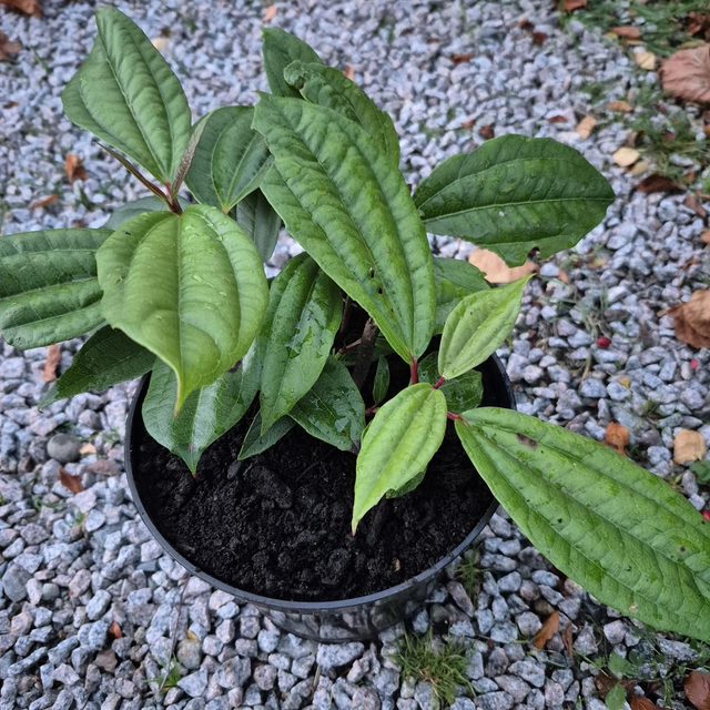 Viburnum davidii
