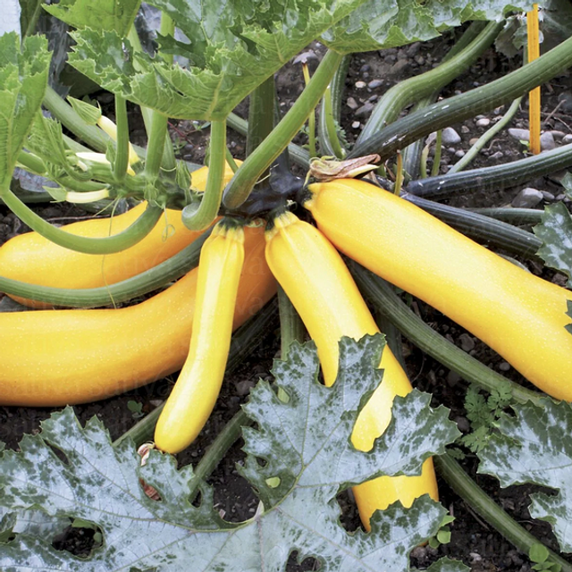 Courgette Jaune