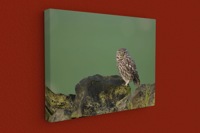 "Little Owl" Canvas