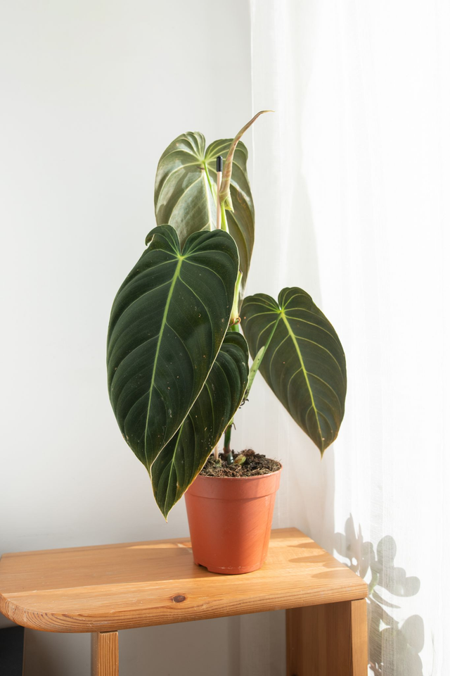 Philodendron Melanochrysum 🌿