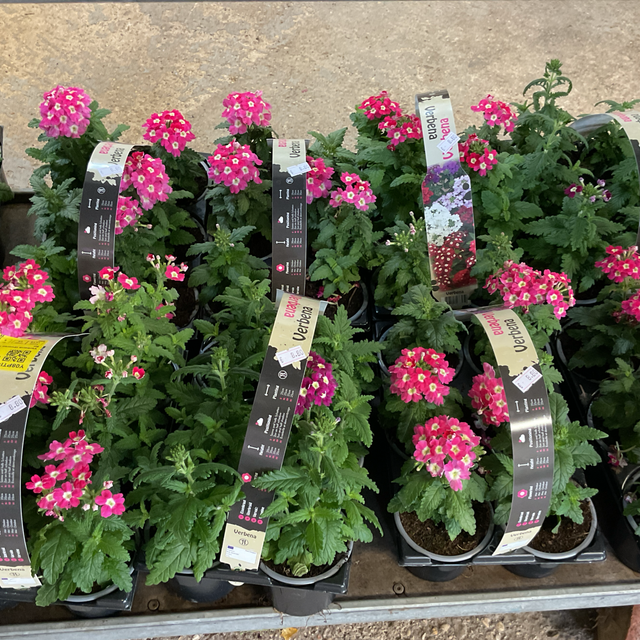 Verbena
