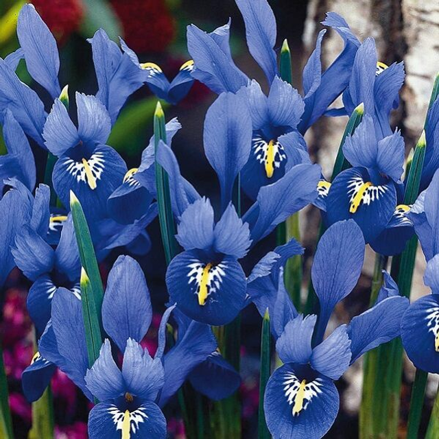 Iris bot Reticulata – Fleurs bleues précoces du printemps