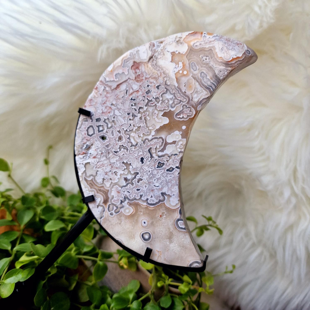 Mexican Crazy Lace Moon on stand 