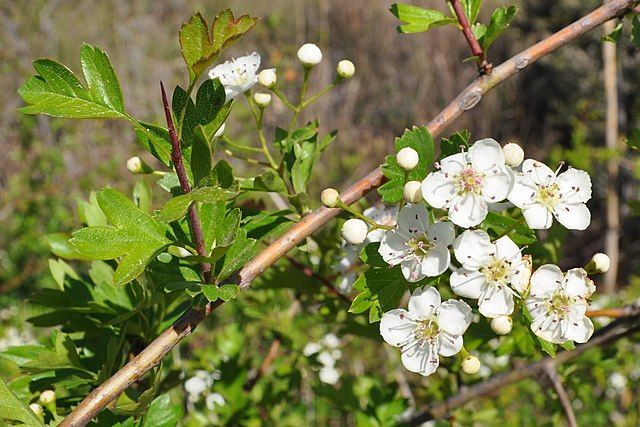 Aubépine Monogyne (Crataegus monogyna) - Végétal local