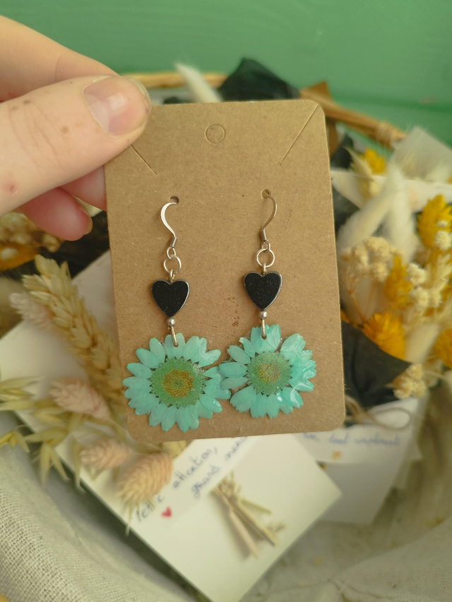 Pâquerette tombante bleu