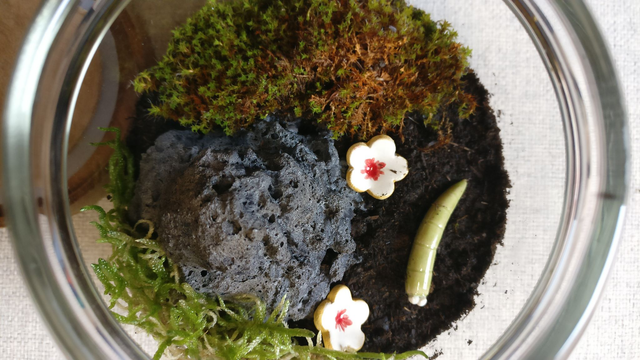 Bocal terrarium _ Petit ver et lave céramique, mousse du jardin