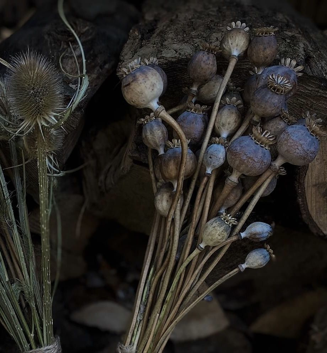 Dried Poppy Pod Bunches