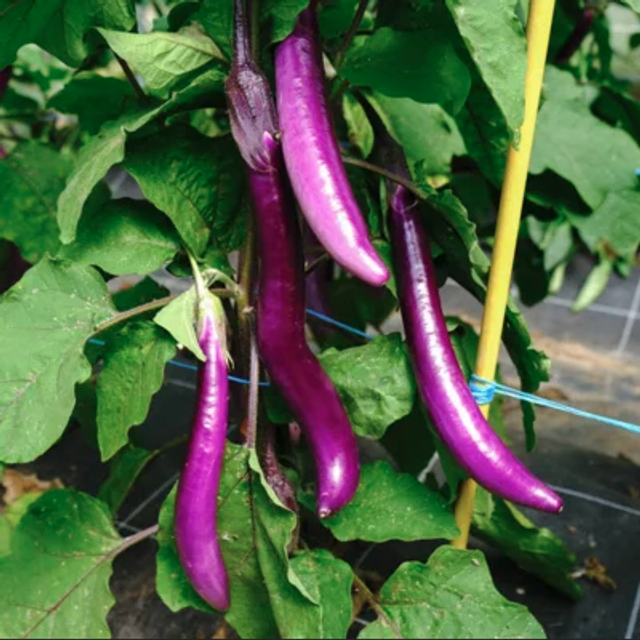 Aubergine Japaneese Pickling