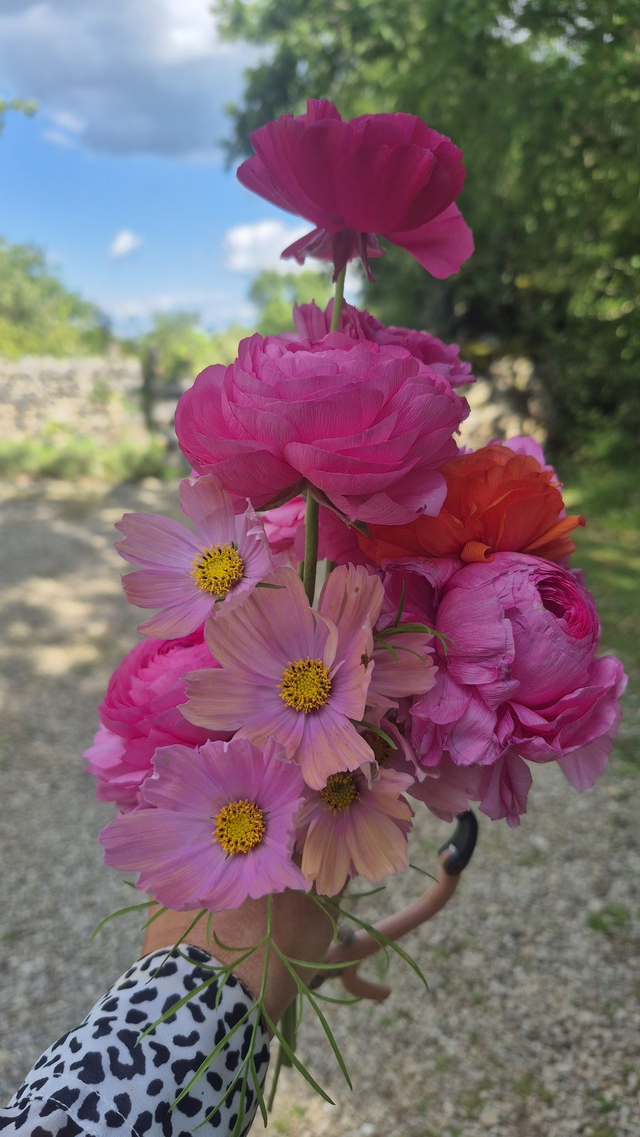 Cosmos 'Apricotta'