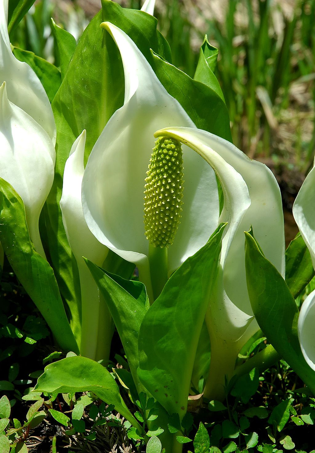 Lysichiton camtschatcensis 1.5 litre