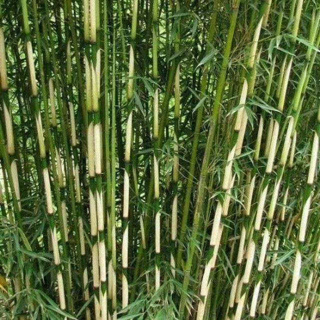 Fargesia robusta Pingwu

