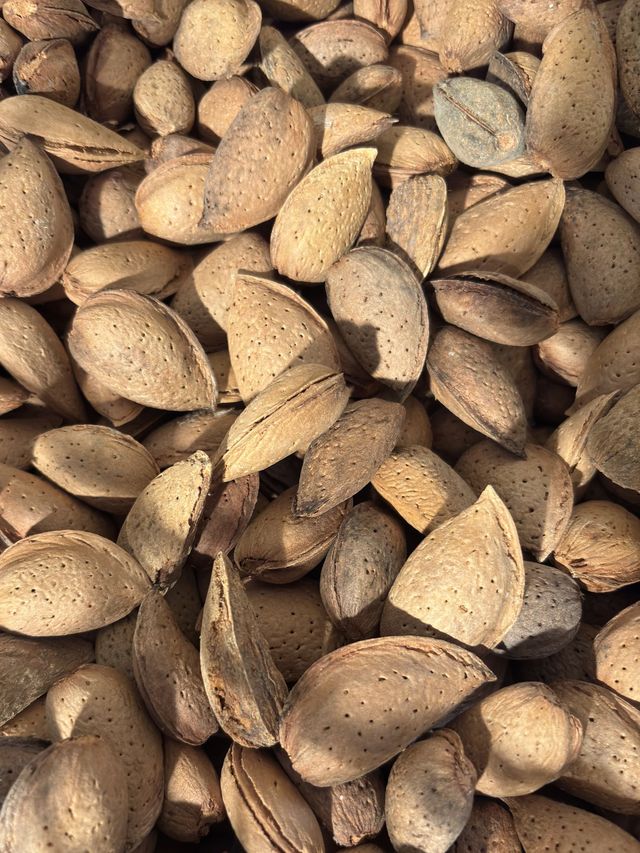 Amandes en coque 1 Kg