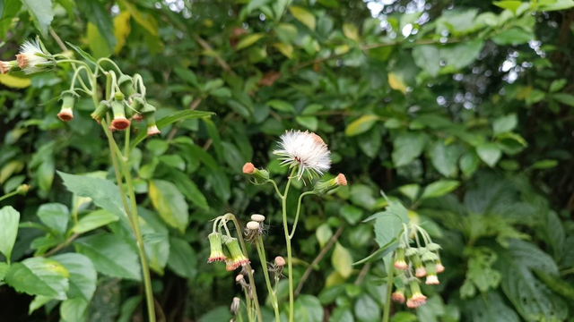 EXTRAS - MEDIUM GRADE WEED KILLER ADDITIVE