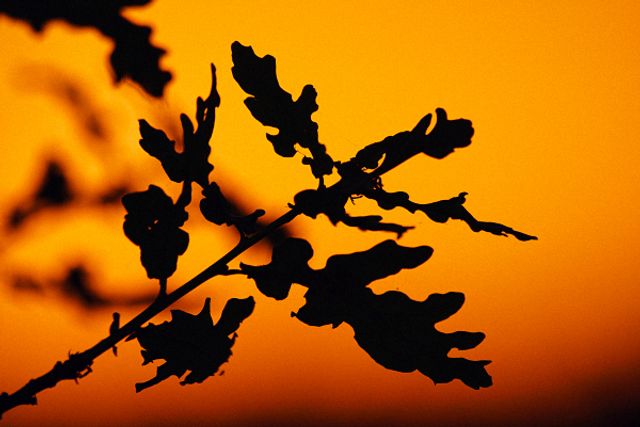 Feuilles de chêne 