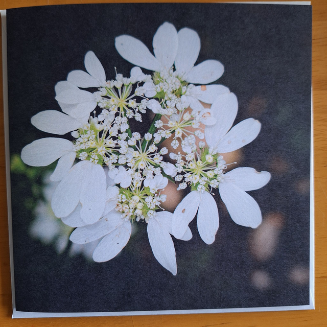 Flower and nature greeting card (with envelope) - white laceflower.