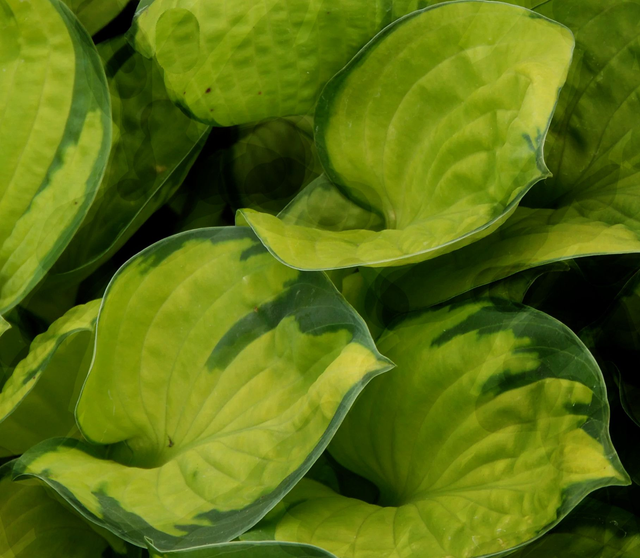 Hosta 'Rainforest Sunrise' 