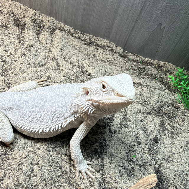 CB26 Xero Trans Het Hypo 