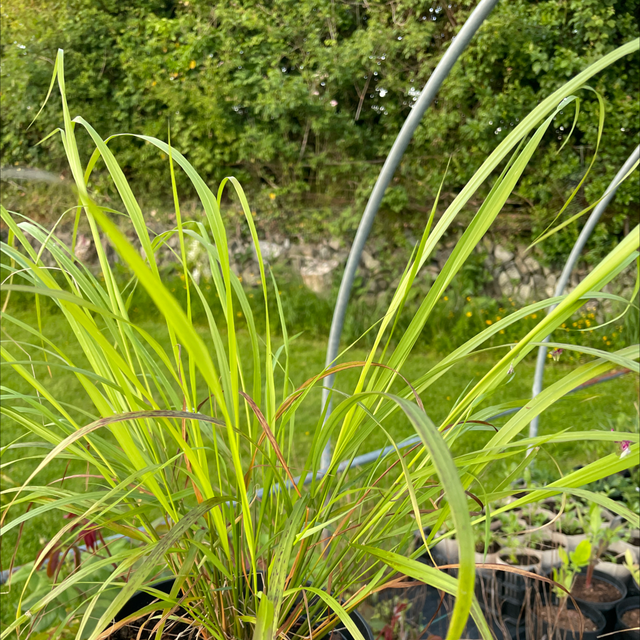 Korean Feather Reed Grass