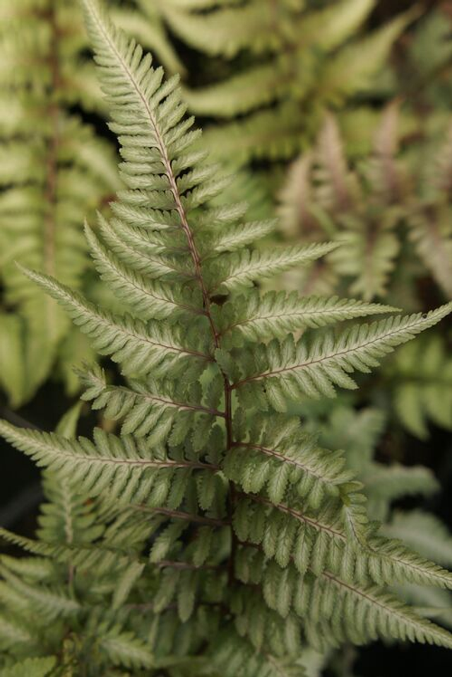 Athyrium nipponicum 'Pewter Lace' plug plant