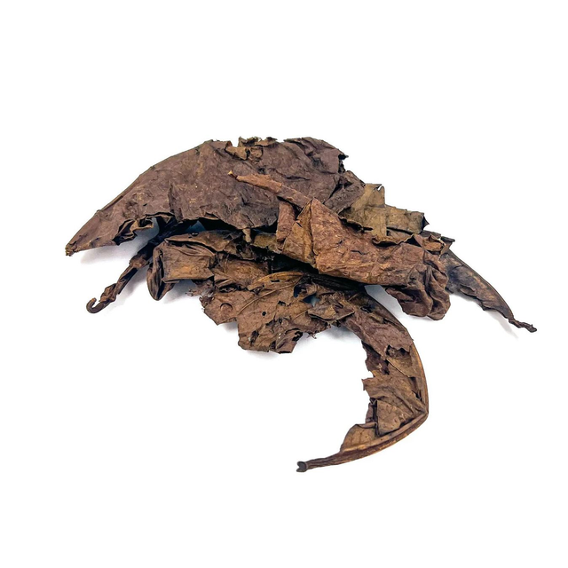 Black Cavendish in Foglia